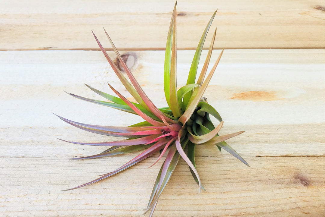 blushing tillandsia velutina air plant