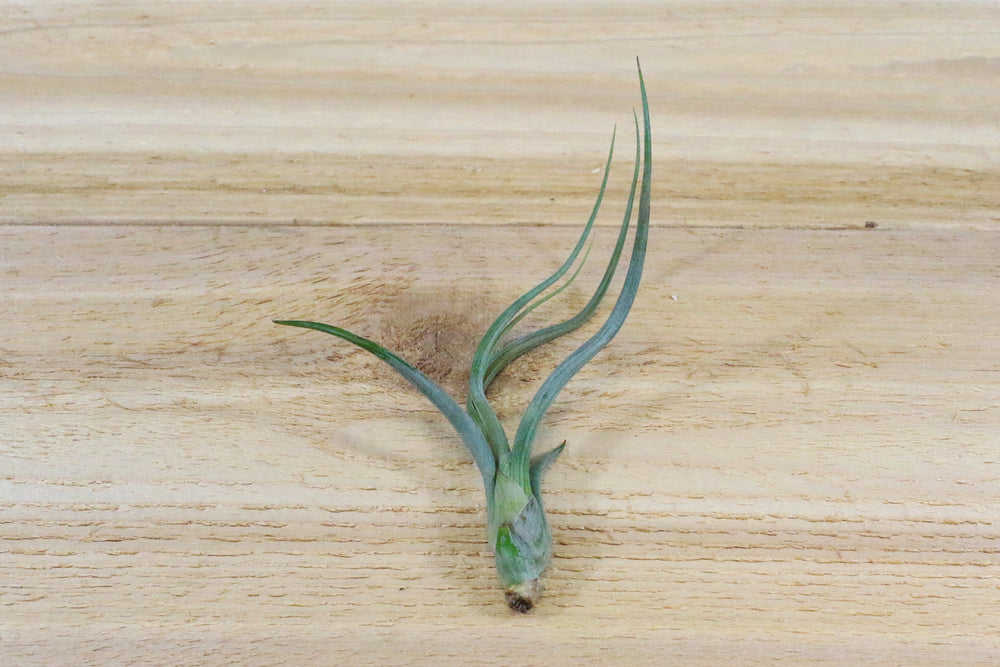 tillandsia baileyi air plant