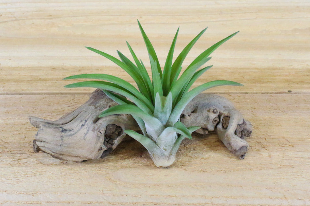 Large Tillandsia Velutina Air Plant