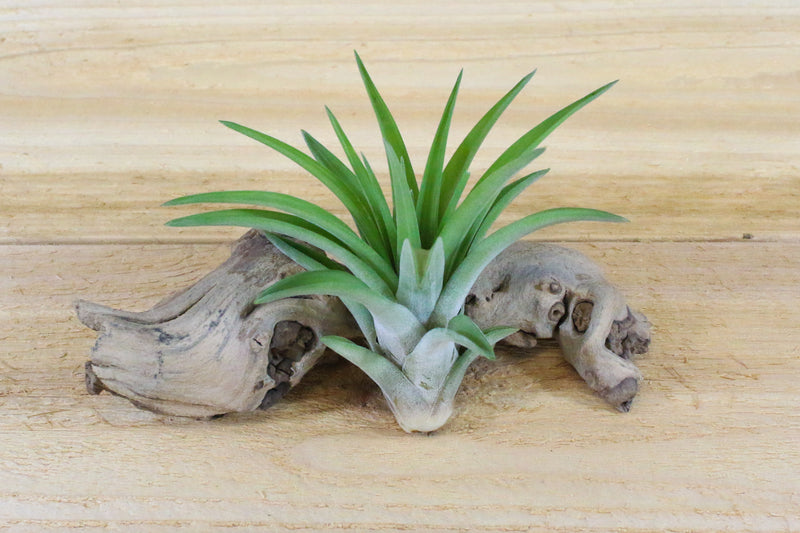 Wholesale: Large Tillandsia Velutina Air Plants / 4-6 Inches Tall [Min Order 12]