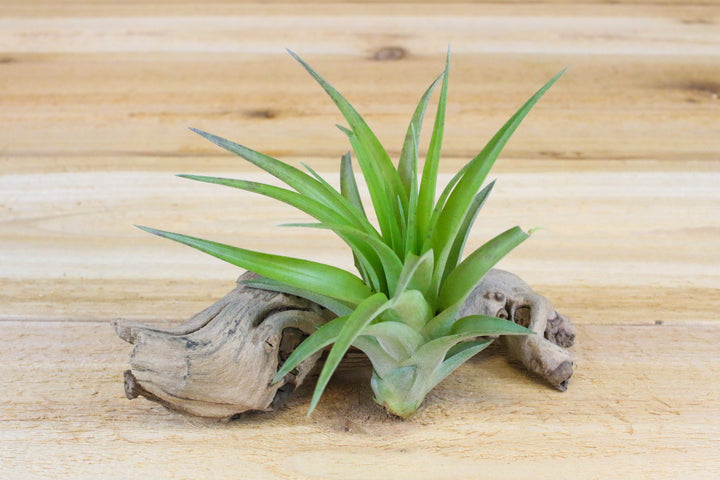 tillandsia abdita air plant