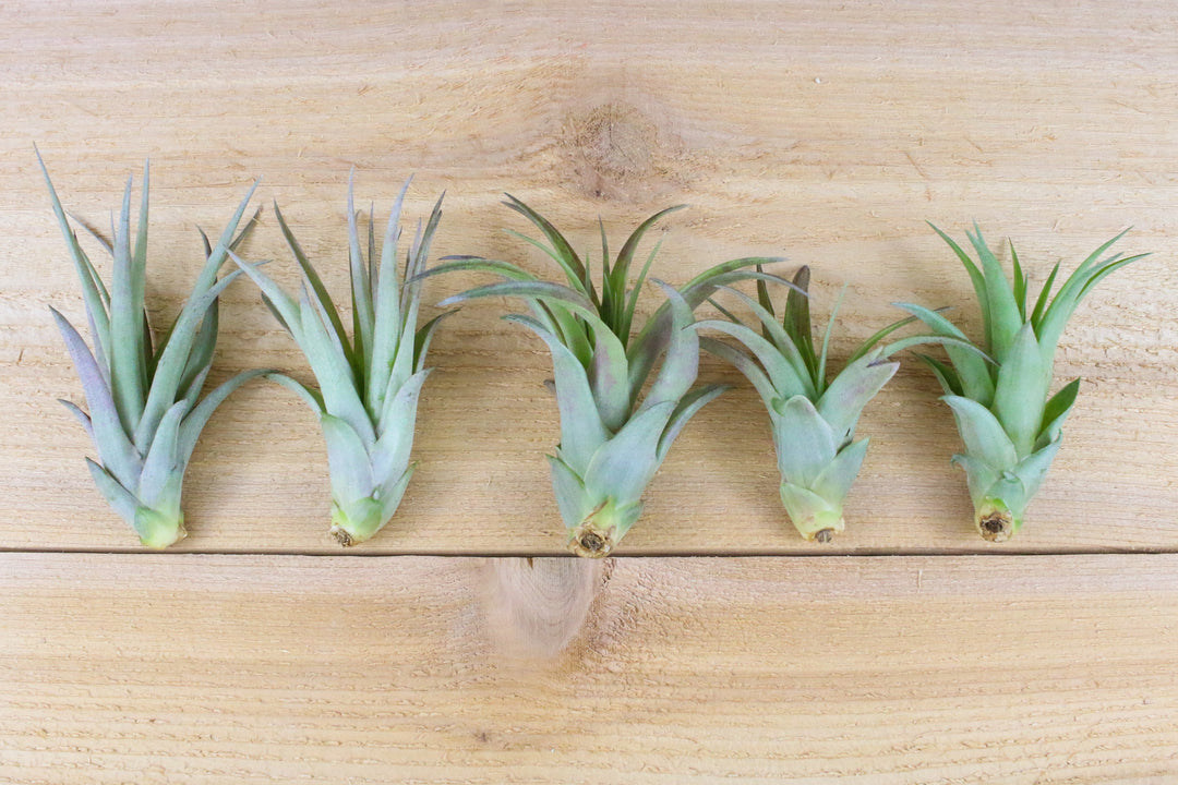 five tillandsia abdita air plants