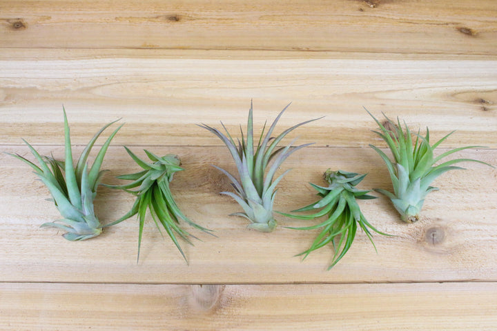 five tillandsia abdita air plants