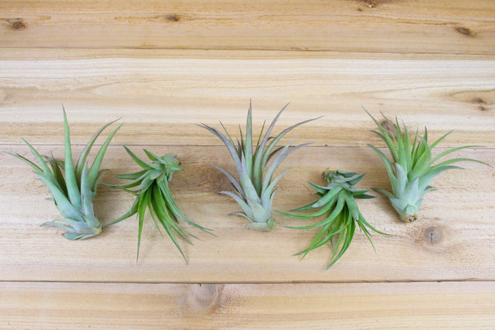 5 tillandsia abdita air plants