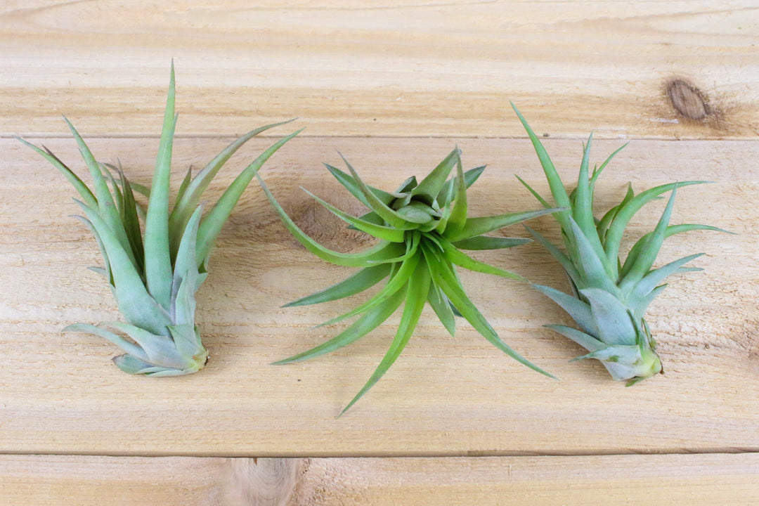 three tillandsia abdita air plants