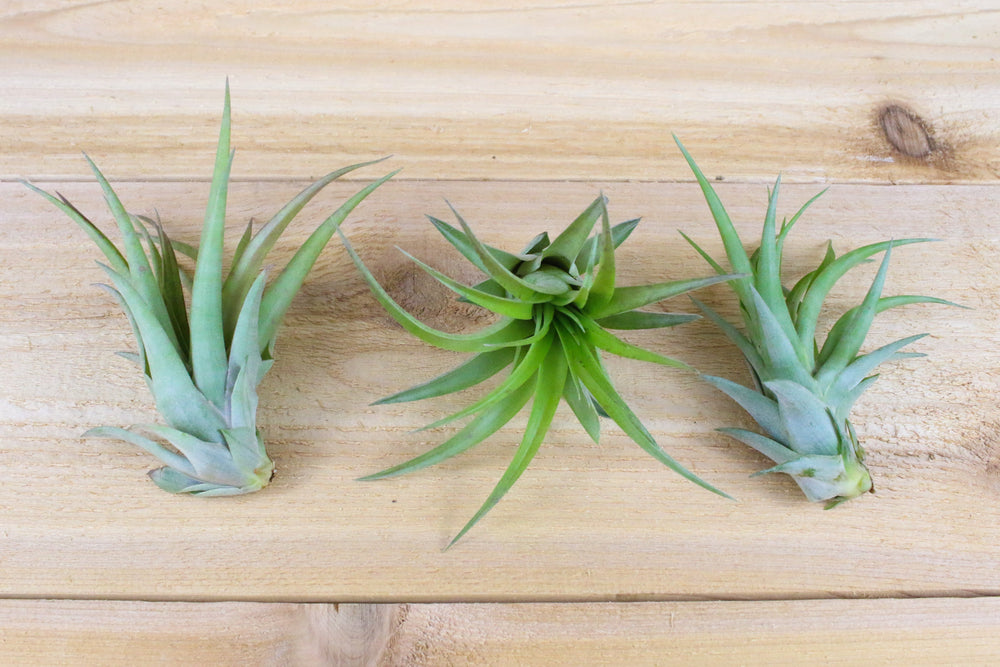 3 tillandsia abdita air plants