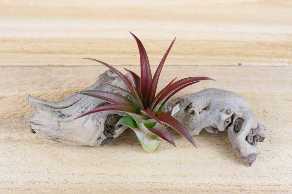 tillandsia red abdita air plant