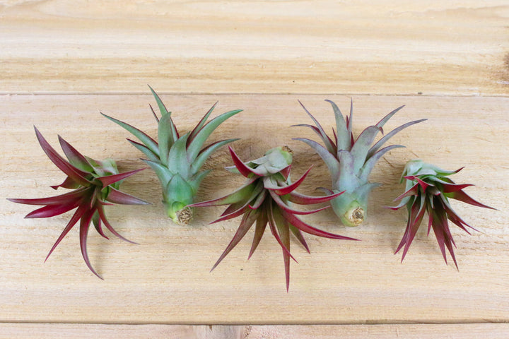 5 tillandsia red abdita air plants