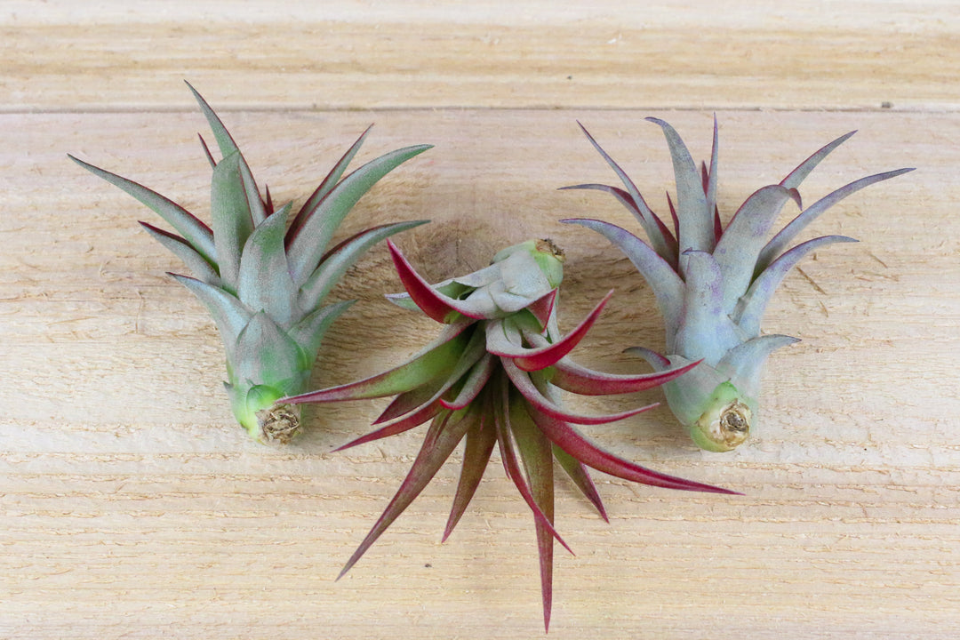 3 tillandsia red abdita air plants