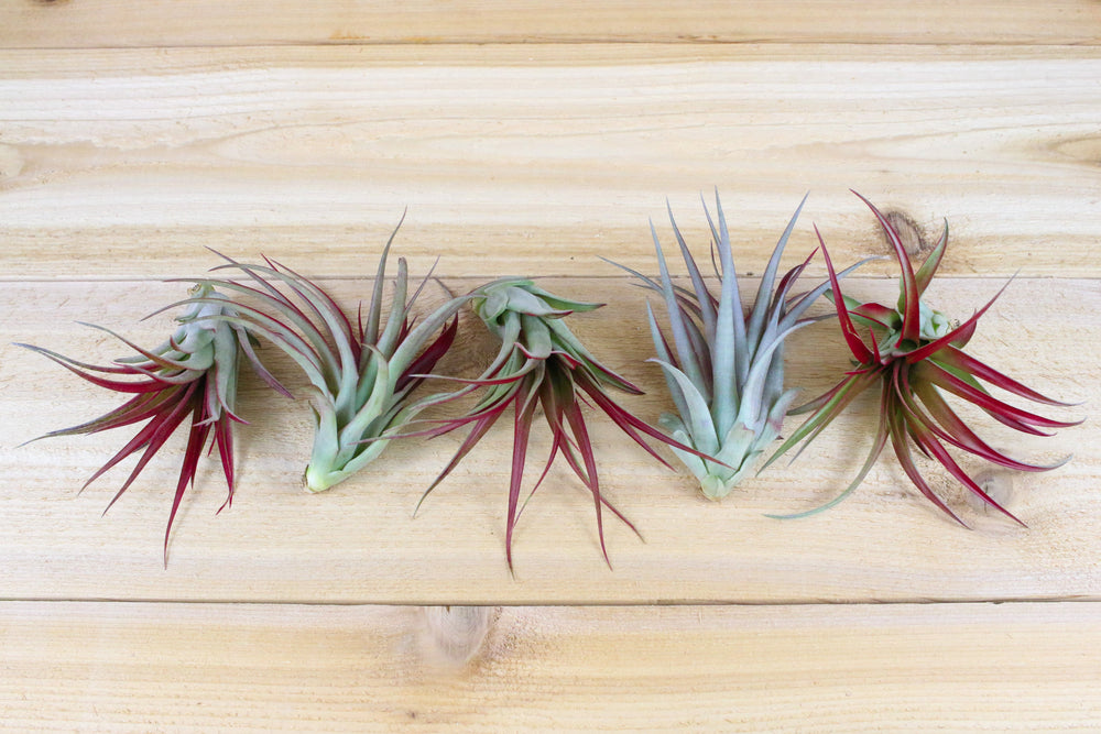 5 tillandsia red abdita air plants