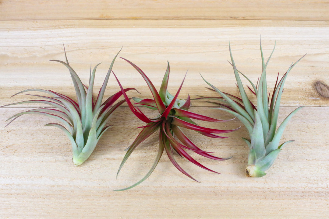 three tillandsia red abdita air plants