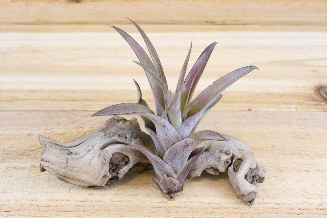 blushing tillandsia capitata peach air plant