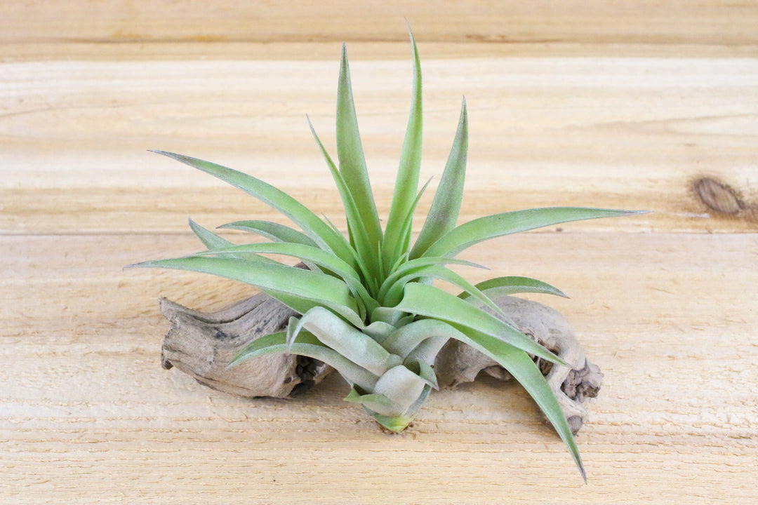 tillandsia abdita air plant