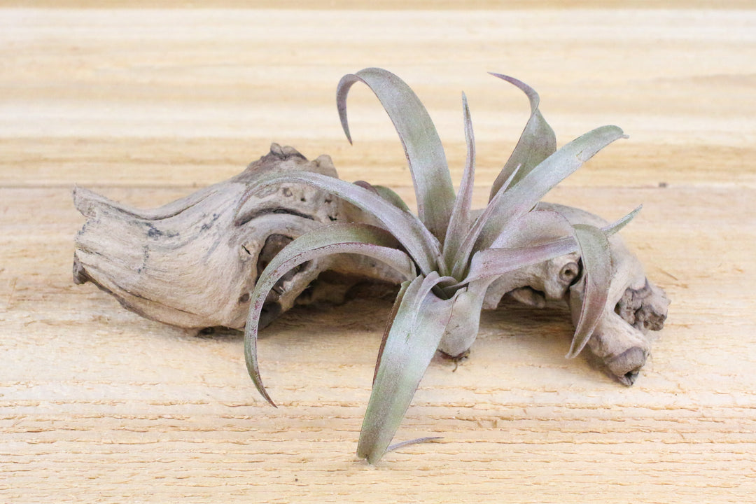 Large Tillandsia Capitata Peach Air Plant