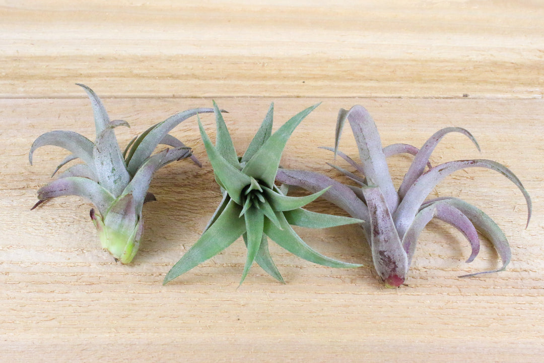 three tillandsia capitata peach air plants