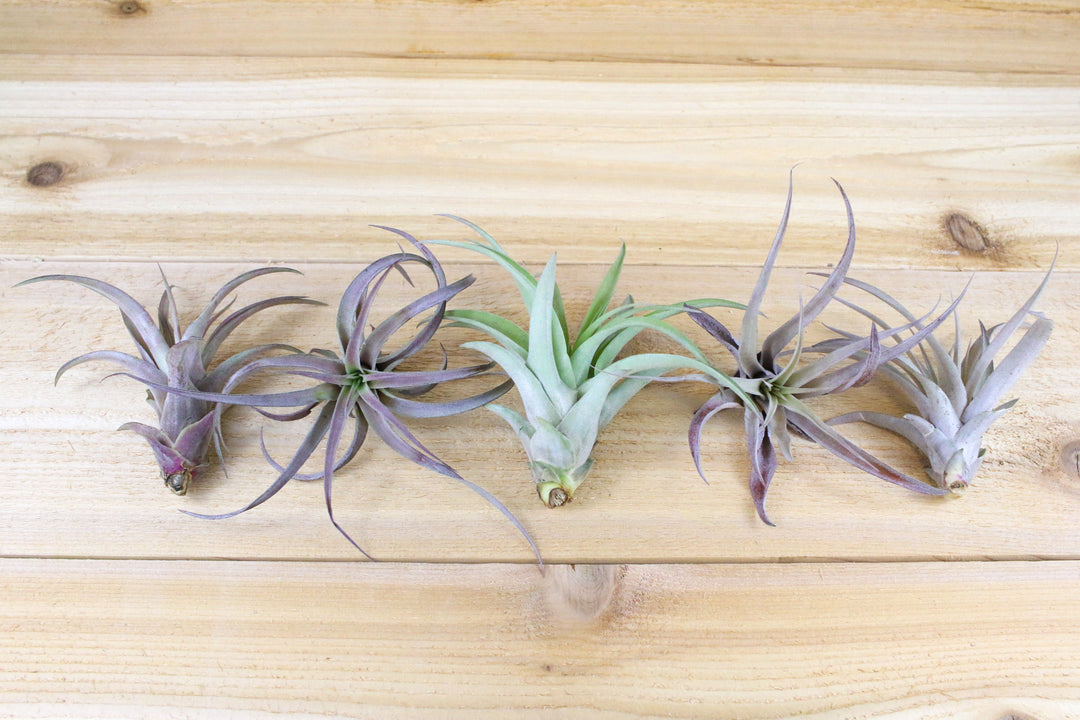 five tillandsia capitata peach air plants