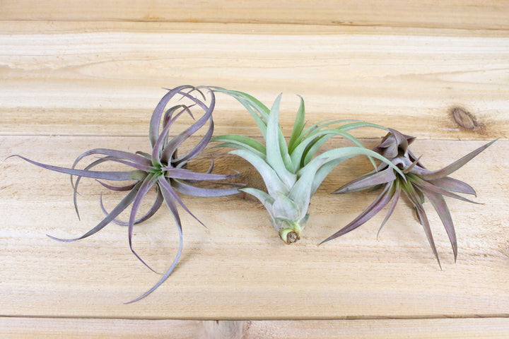 three tillandsia capitata peach air plants