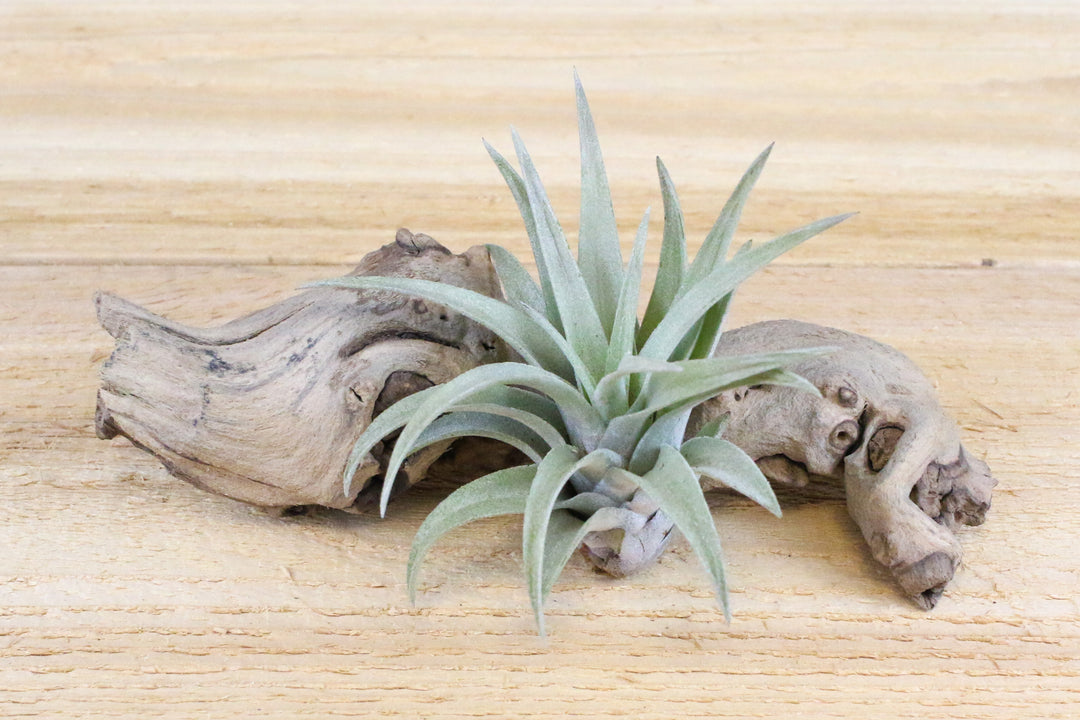 Tillandsia Harrisii Air Plant