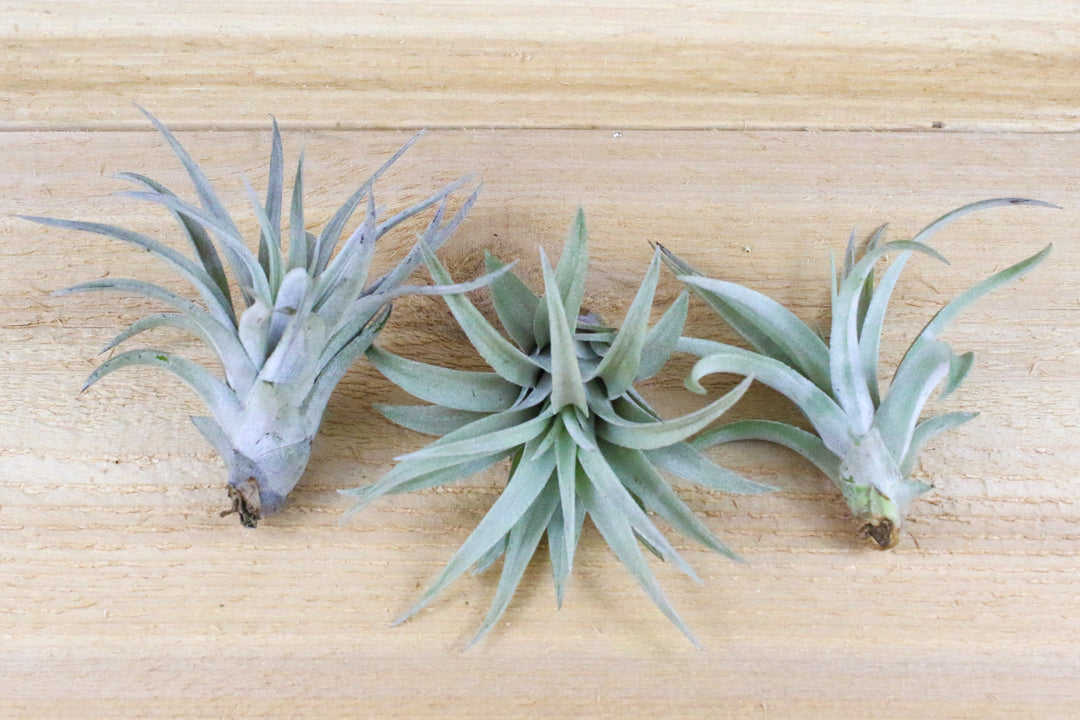 three tillandsia harrisii air plants