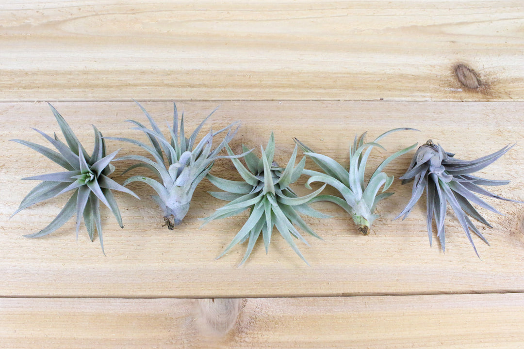 Tillandsia Harrisii Air Plant