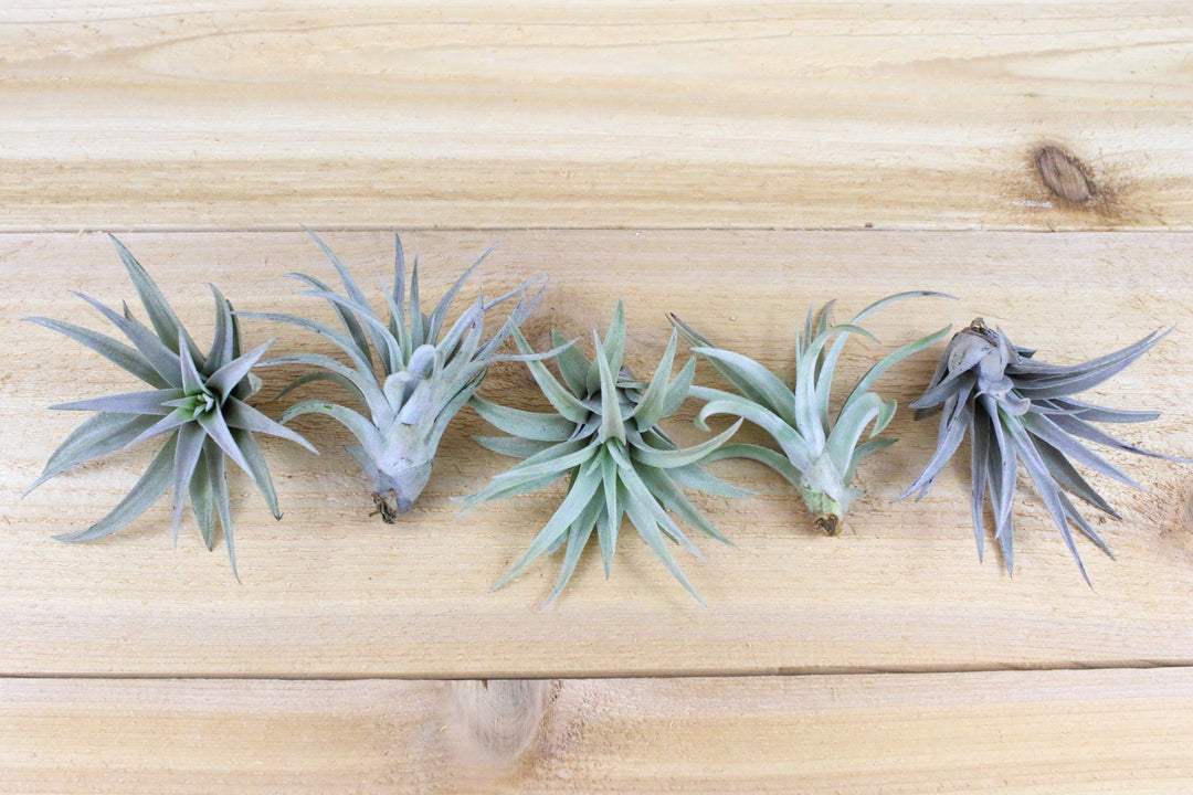 five tillandsia harrisii air plants