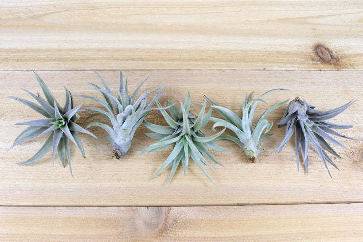 five tillandsia harrisii air plants