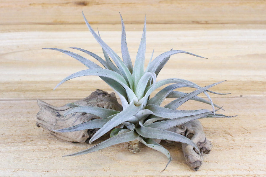 tillandsia harrisii air plant