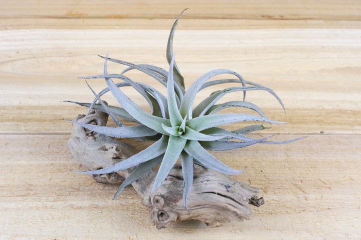 Large Tillandsia Harrisii 'Himnorum' Air Plant