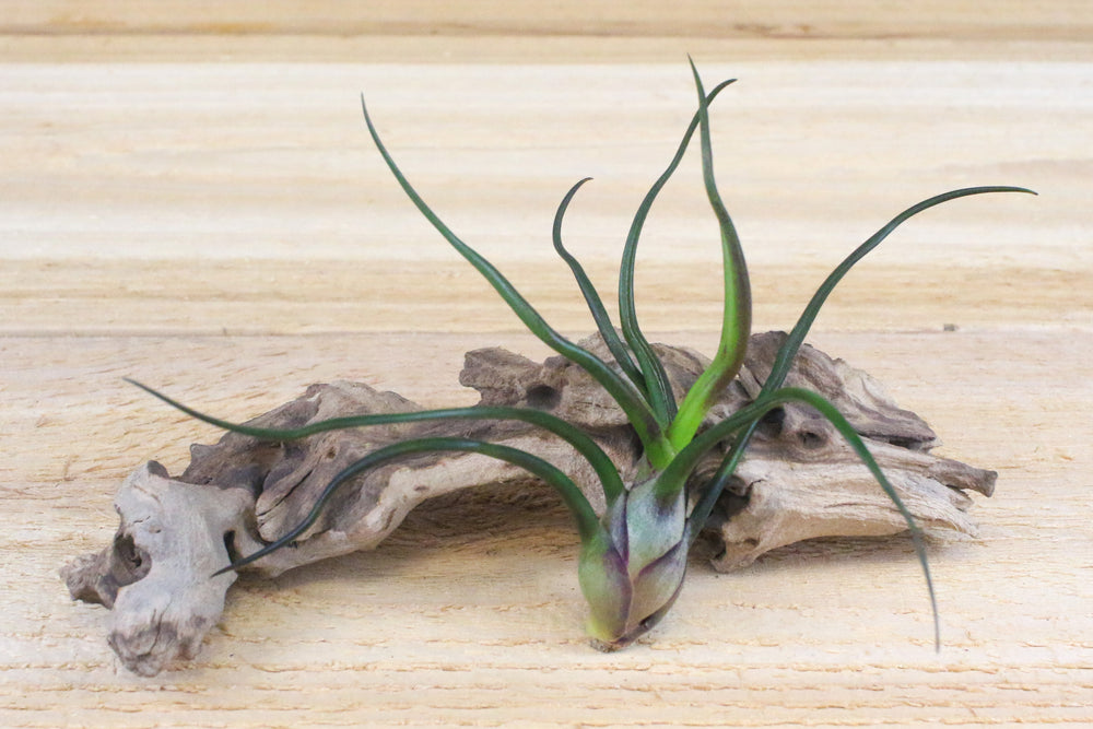 Tillandsia Bulbosa Guatemala Air Plant