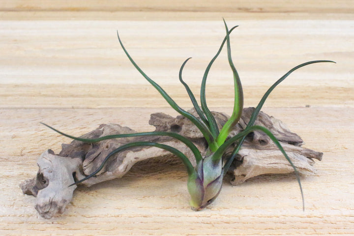 tillandsia bulbosa guatemala air plant