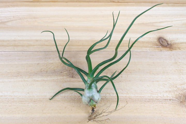 tillandsia bulbosa belize air plant