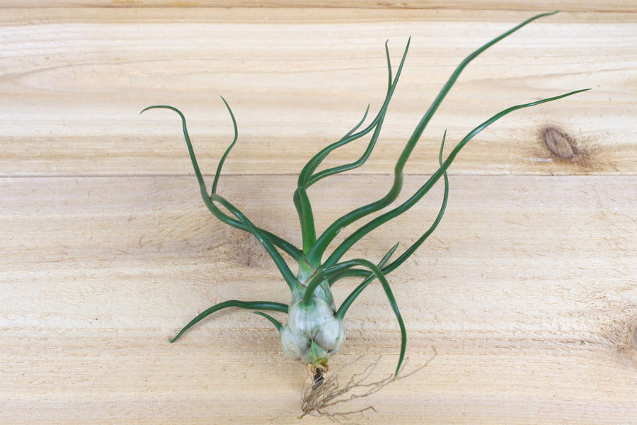 tillandsia bulbosa belize air plant