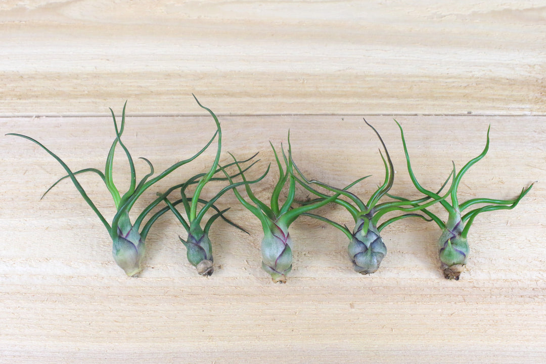Five Tillandsia Bulbosa Guatemala Air Plants