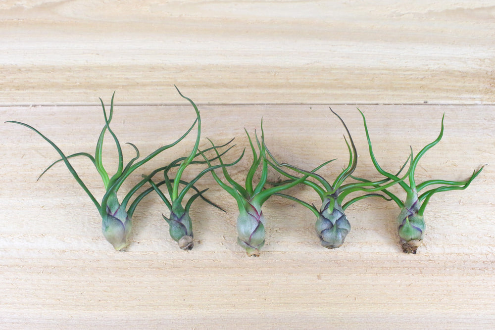 five tillandsia bulbosa air plants
