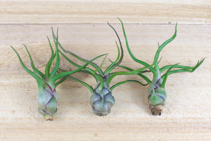 Three Tillandsia Bulbosa Guatemala Air PlantTillandsia Bulbosa Guatemala Air Plants