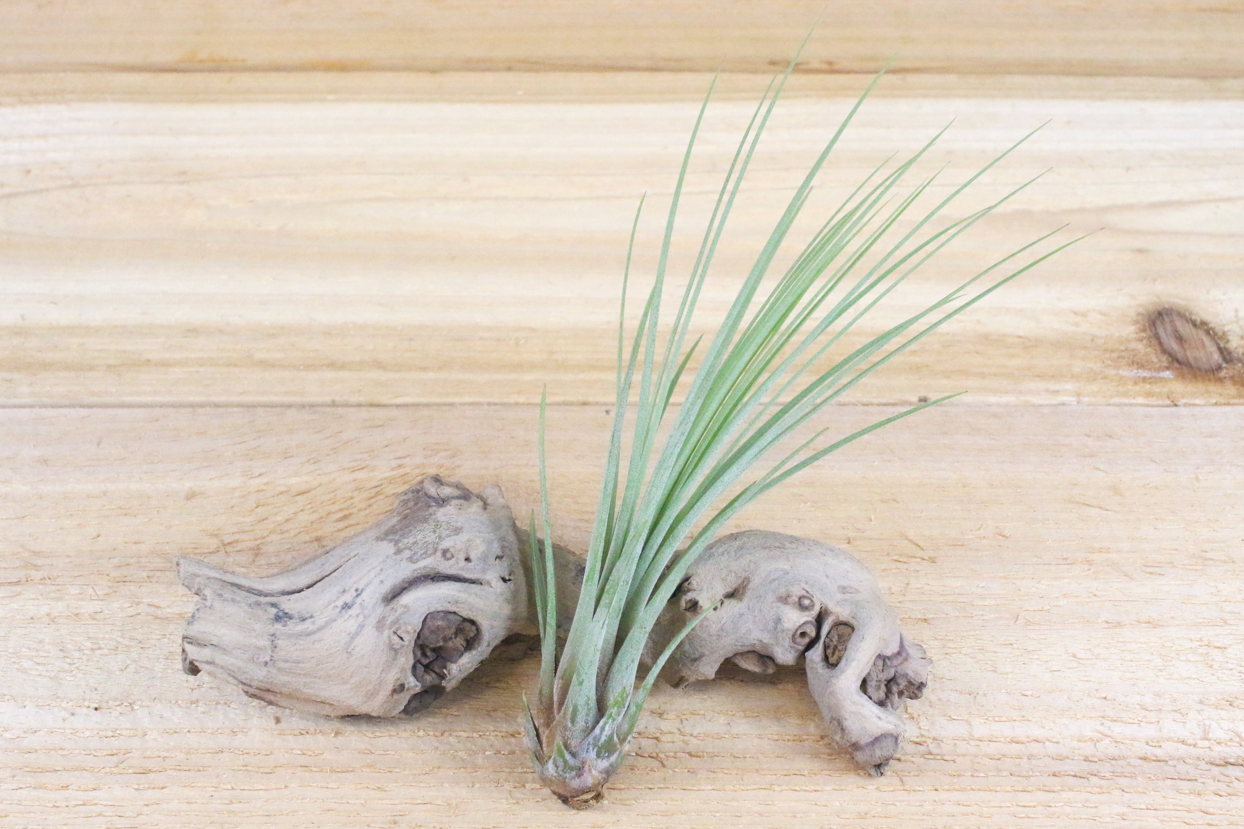 Large Tillandsia Juncea Air Plants - Thumbnail 3