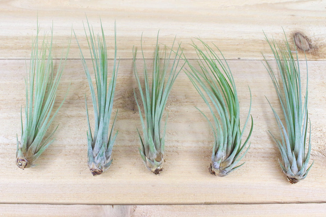 five tillandsia juncea air plants