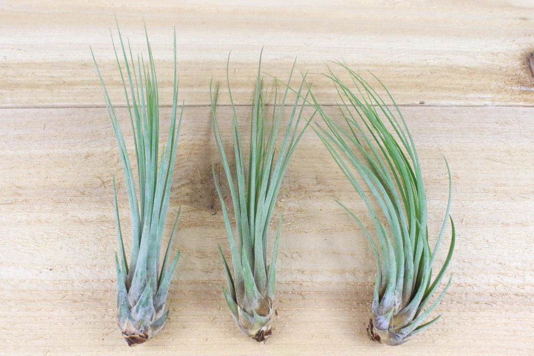 three tillandsia juncea air plants