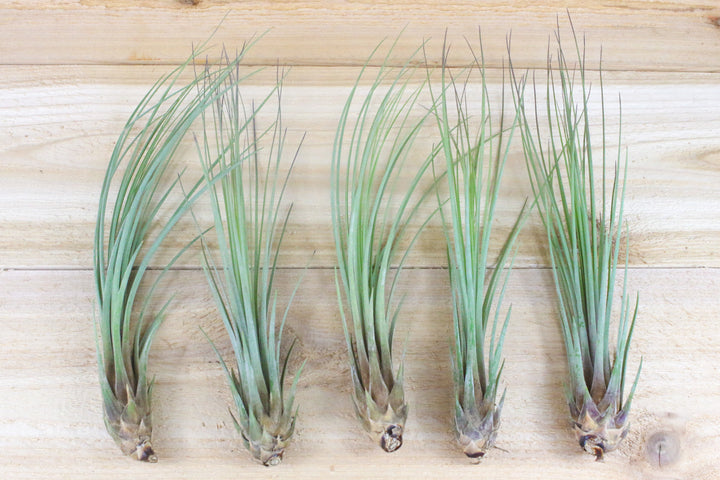 tillandsia juncea air plant Tillandsia Juncea Air Plants, Regular / 3 Pack