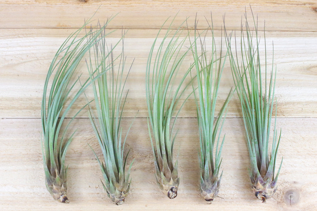 5 tillandsia juncea air plants