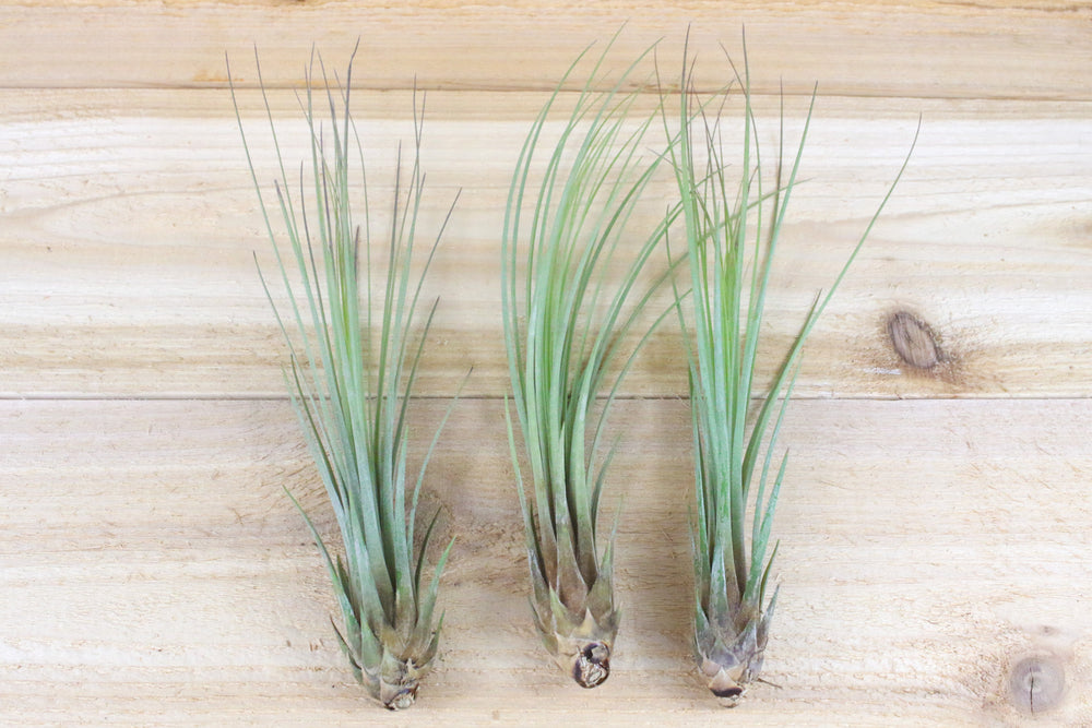 three tillandsia juncea air plants