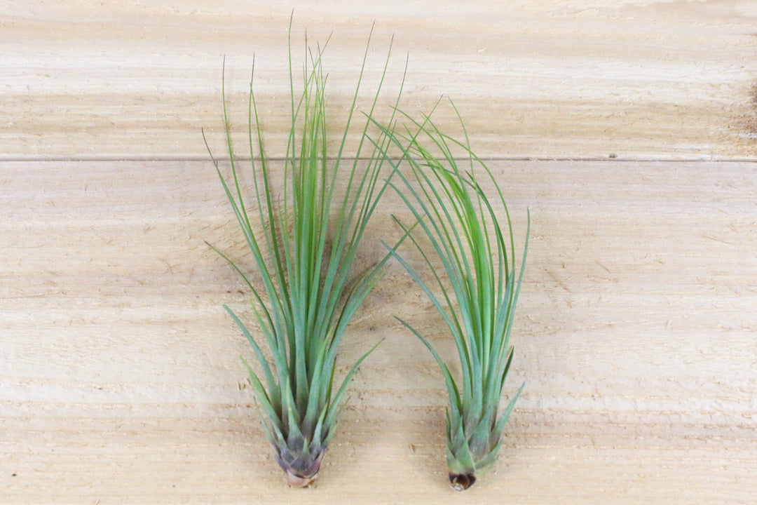 two tillandsia juncifolia air plants