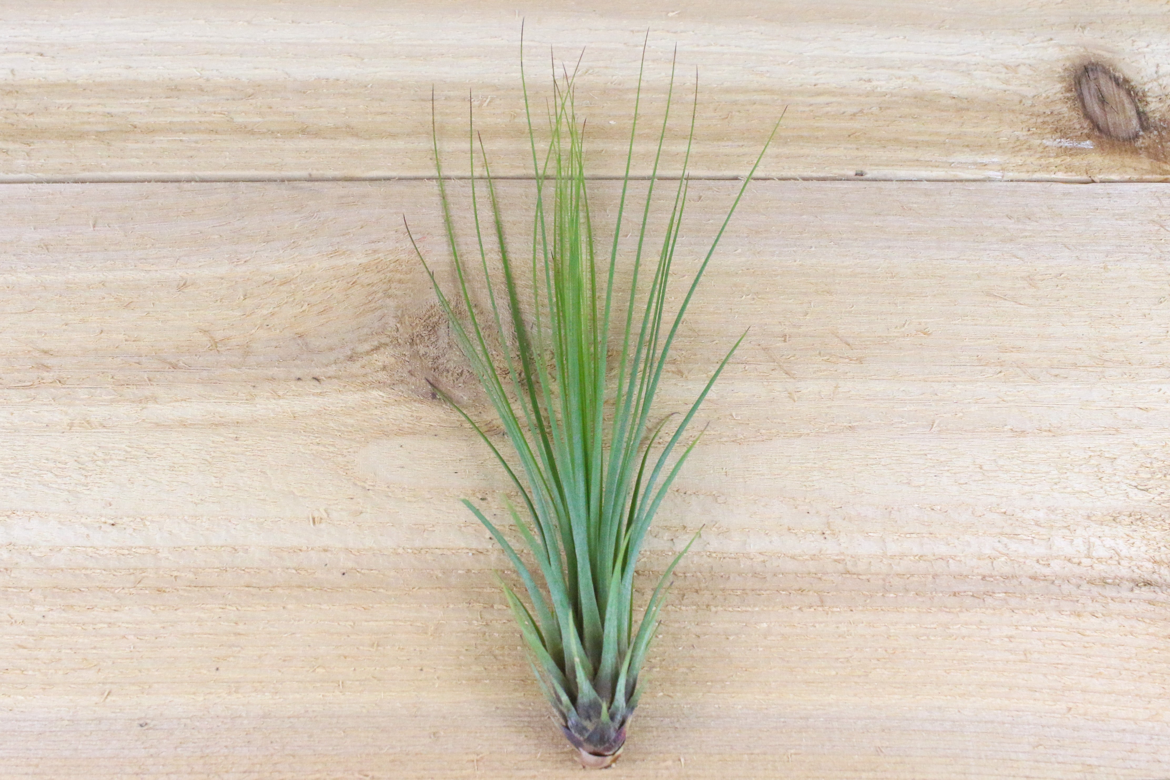 ねずみTillandsia Tillandsia (ehlersiana x seleriana) x seleriana - Bird Rock