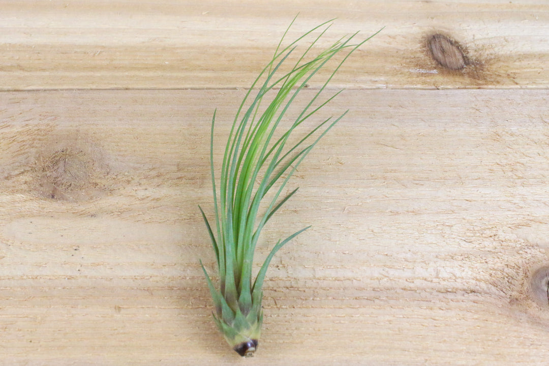 tillandsia juncea air plant