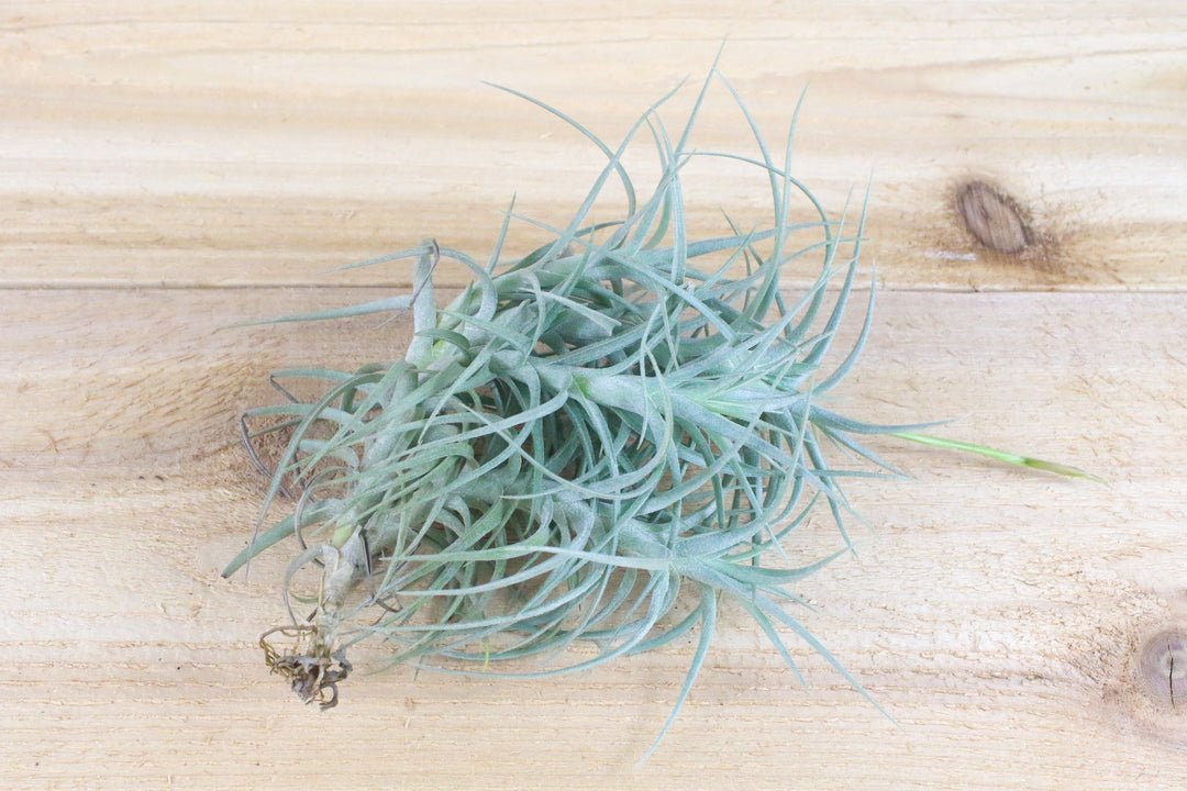 Tillandsia Palacea X Tectorum 'Sweet Isabel' Air Plant Clump