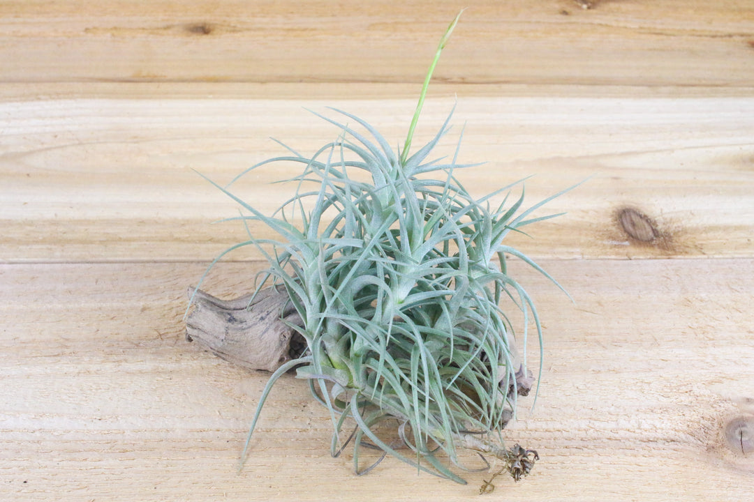 Tillandsia Palacea X Tectorum 'Sweet Isabel' Air Plant Clump