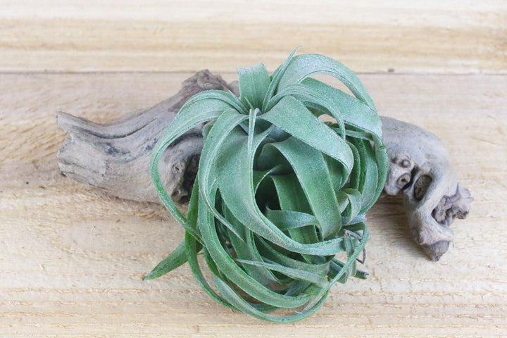 curly tillandsia streptophylla air plant