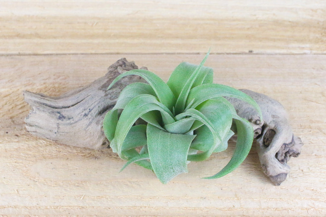 small curly tillandsia streptophylla air plant