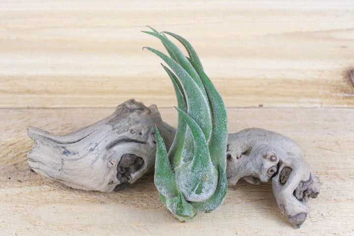 tillandsia seleriana air plant