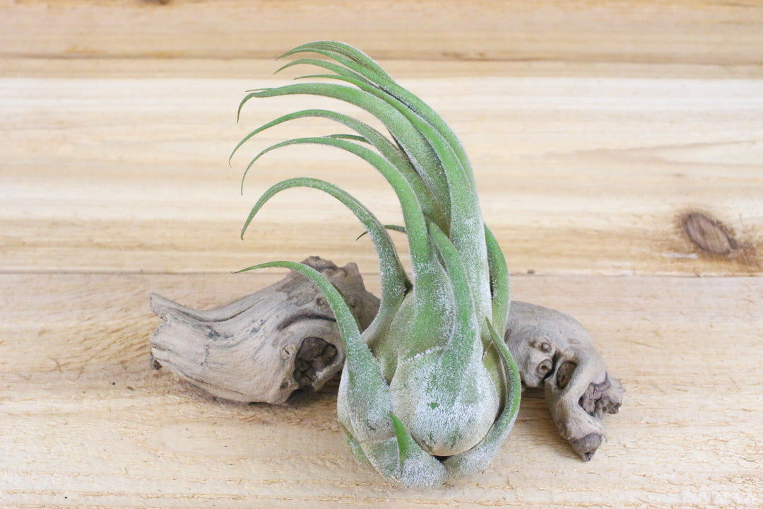 Large Tillandsia Seleriana Air Plant